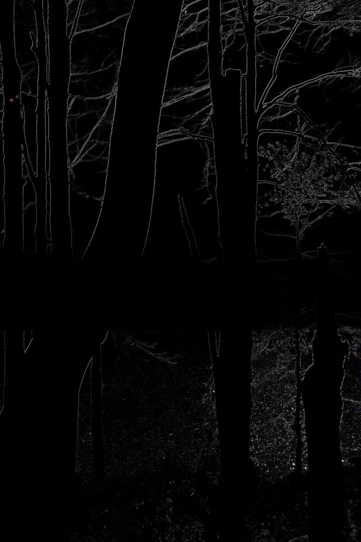 The Heart of the Wood