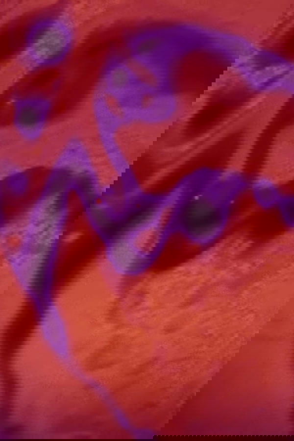 MÉRISTÈME